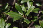 Buckwheat tree <BR>Black titi